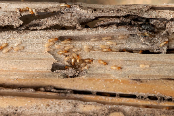 Best Best Pest Control Companies  in Denver, PA