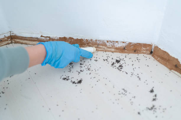 Best Best Pest Control Companies  in Denver, PA